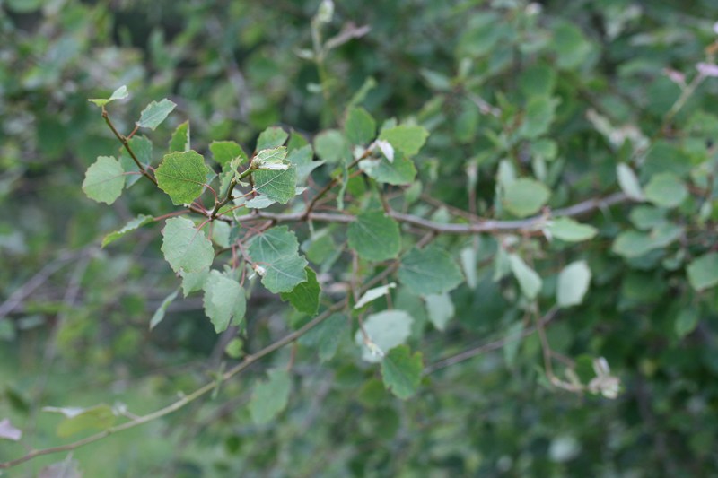 Populus tremula / Pioppo tremulo